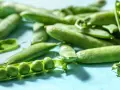 Frische Erbsen in Schoten liegen auf blauem Untergrund. Eine Schote ist geöffnet und zeigt die grünen Erbsen. Perfekt, um Edamame aus der Dose zuzubereiten.