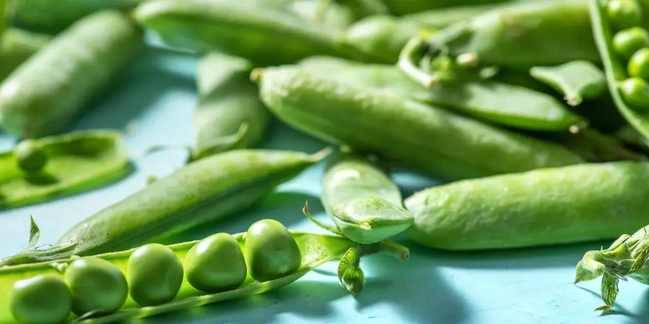 Frische Erbsen in Schoten liegen auf blauem Untergrund. Eine Schote ist geöffnet und zeigt die grünen Erbsen. Perfekt, um Edamame aus der Dose zuzubereiten.