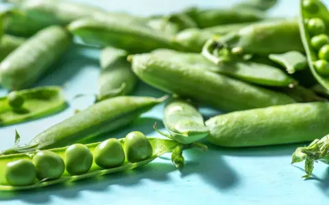 Frische Erbsen in Schoten liegen auf blauem Untergrund. Eine Schote ist geöffnet und zeigt die grünen Erbsen. Perfekt, um Edamame aus der Dose zuzubereiten.