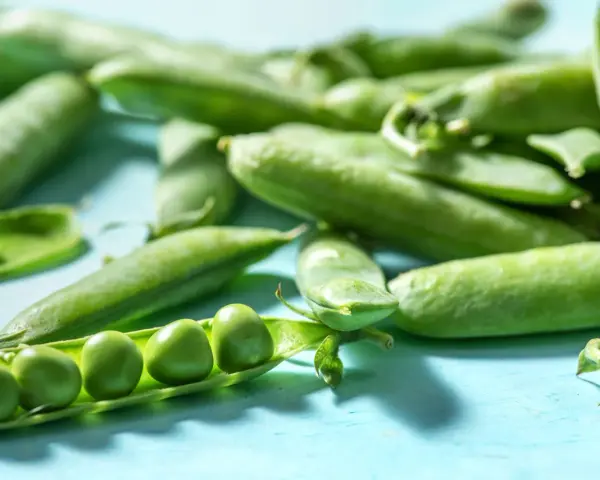 Frische Erbsen in Schoten liegen auf blauem Untergrund. Eine Schote ist geöffnet und zeigt die grünen Erbsen. Perfekt, um Edamame aus der Dose zuzubereiten.