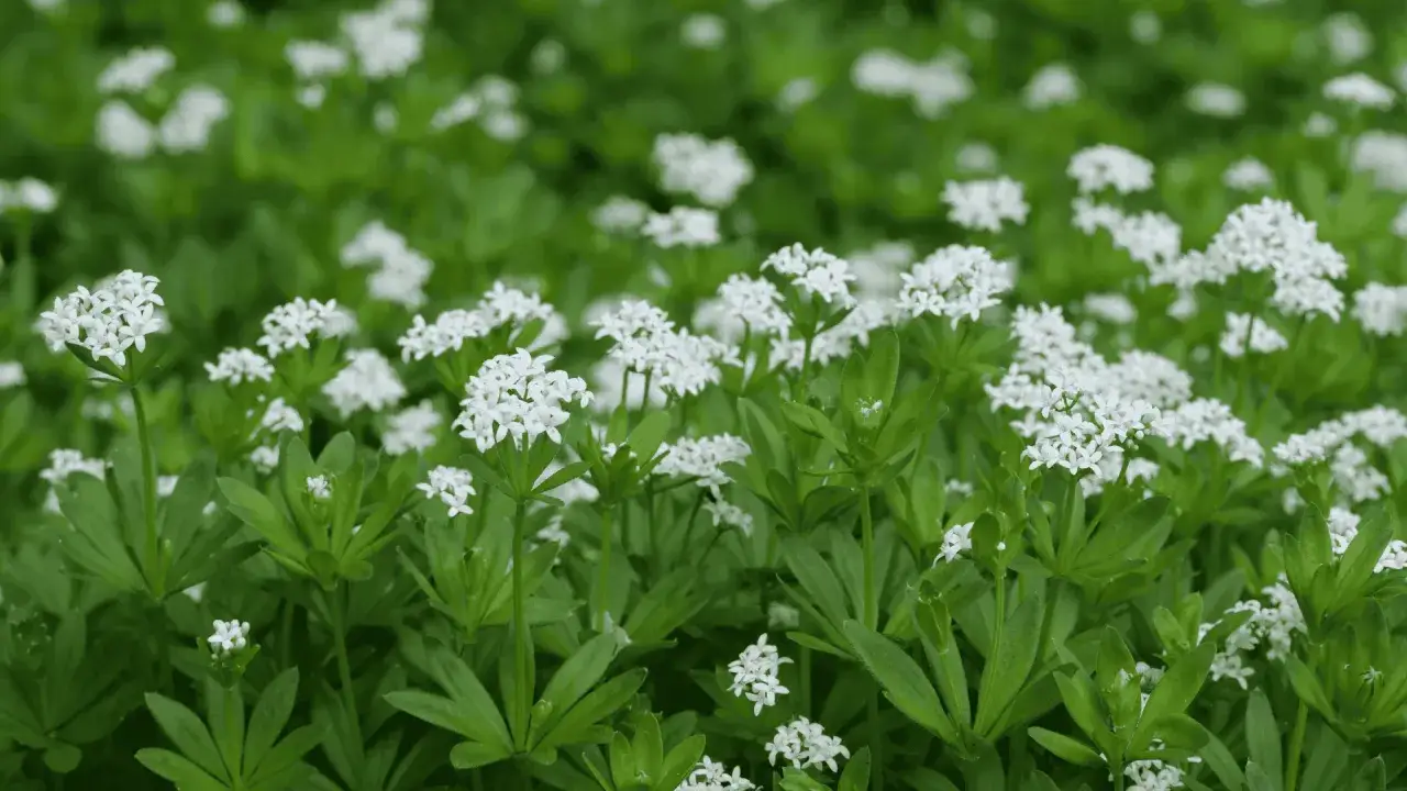 Ein Feld voller Labkraut, ideal zum Waldmeistersirup selber machen. Die kleinen wei&szlig;en Bl&uuml;ten und gr&uuml;nen Bl&auml;tter duften herrlich.